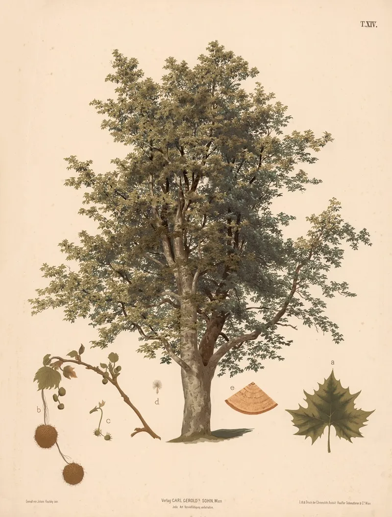Platan