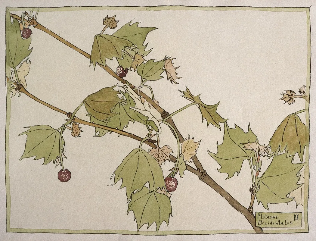 Platanus Occidentalis Sycamore