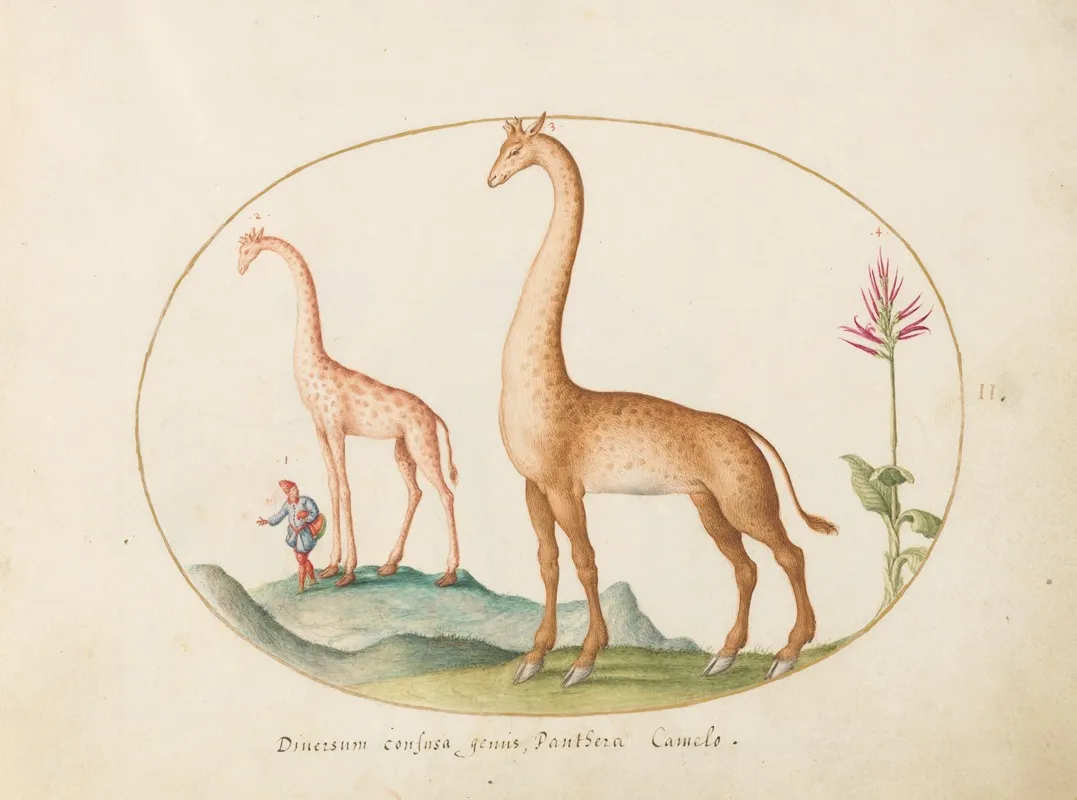 Plate 02 Two Giraffes With An Attendant
