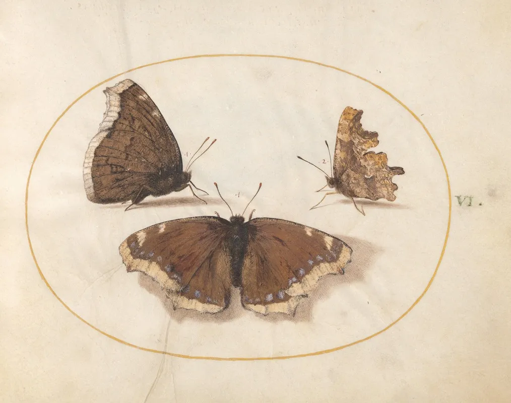 Plate 06 Two Views Of A Mourning Cloak Camberwell Beauty Butterfly With A Comma Butterfly