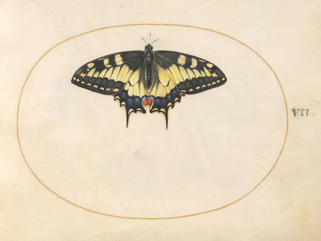 Plate 07 Swallowtail Butterfly