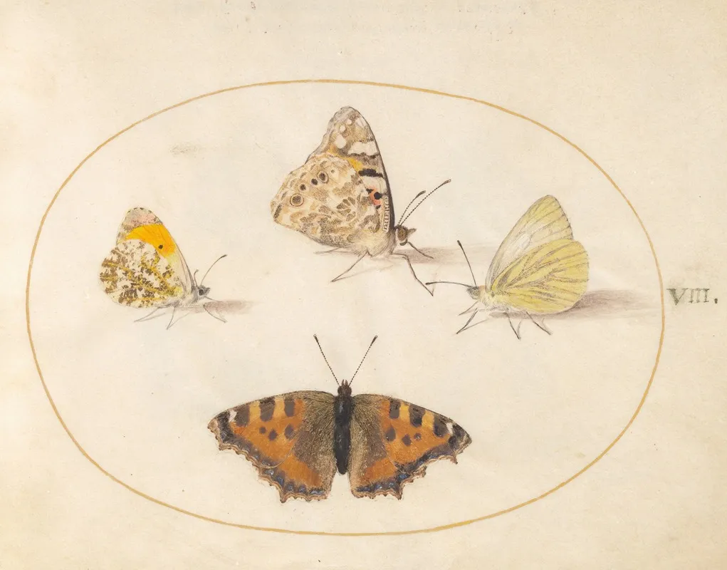 Plate 08 Orange Tip Painted Lady Southern Small White And Small Tortoiseshell Butterflies