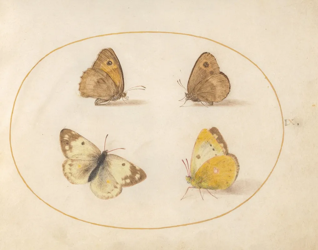 Plate 09 Meadow Brown Gatekeeper Clouded Yellow And Bath White Butterflies