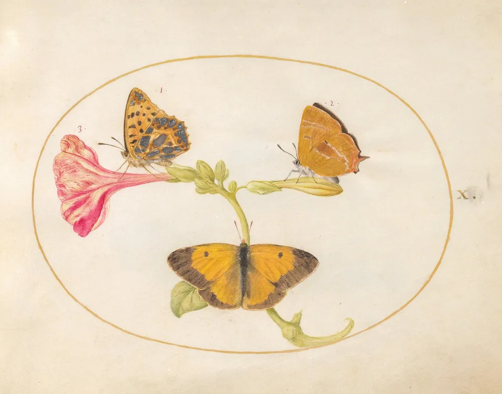 Plate 10 Brown Hairstreak Silver Washed Fritillary And Clouded Yellow Butterflies On A Four O Clock Flower