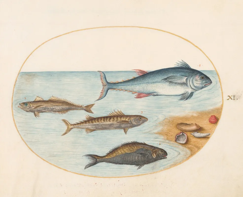 Plate 11 Four Fish And Shells