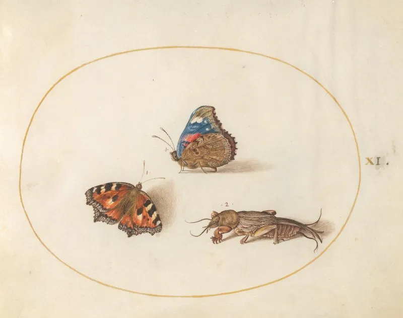 Plate 11 Small Tortoiseshell And Red Admiral Butterflies With A Mole Cricket