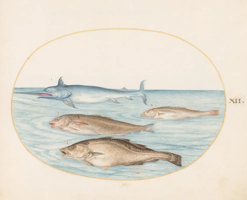 Plate 12 A Swordfish And Three Other Fish