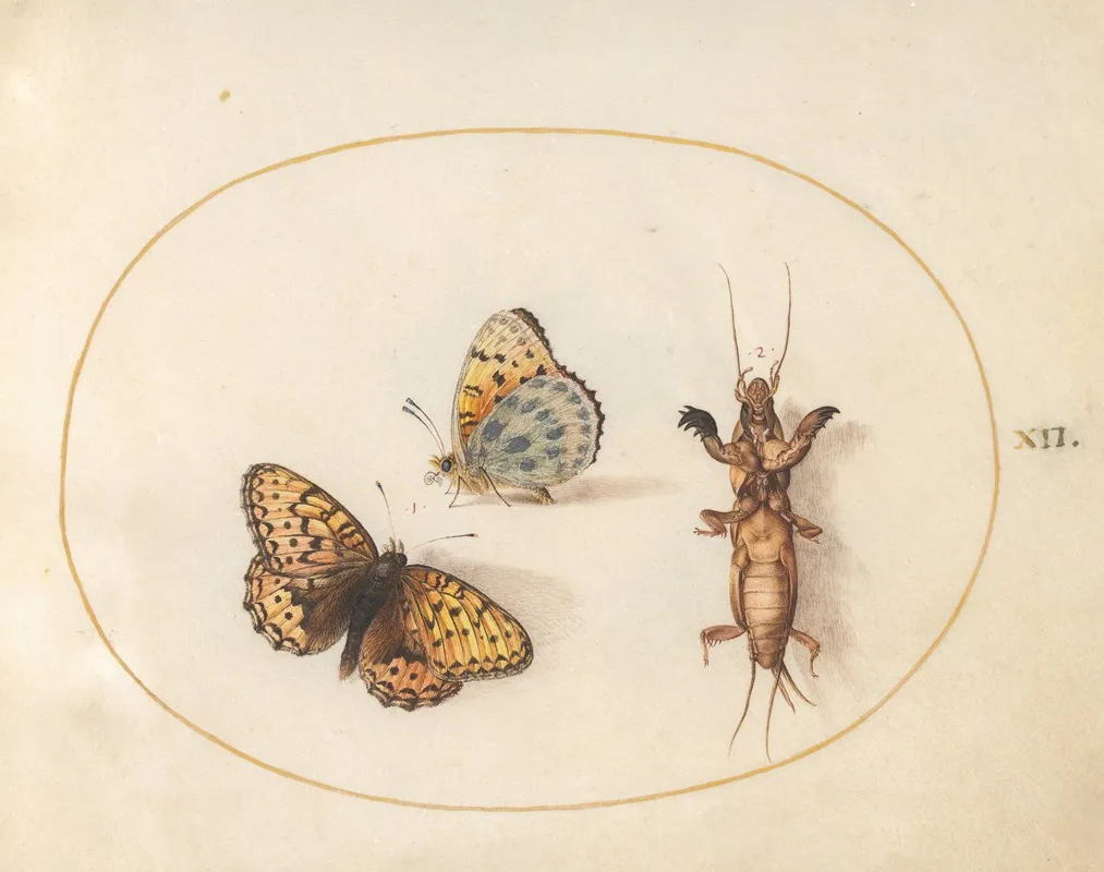 Plate 12 Two Views Of A Silver Bordered Fritillary And A Mole Cricket
