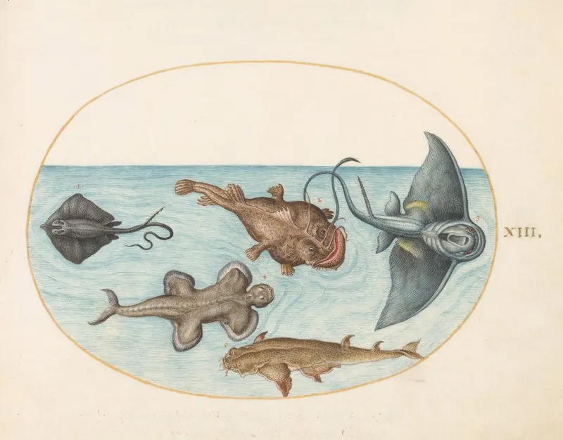 Plate 13 Two Stingrays An Anglerfish A Monkfish And An Angel Shark