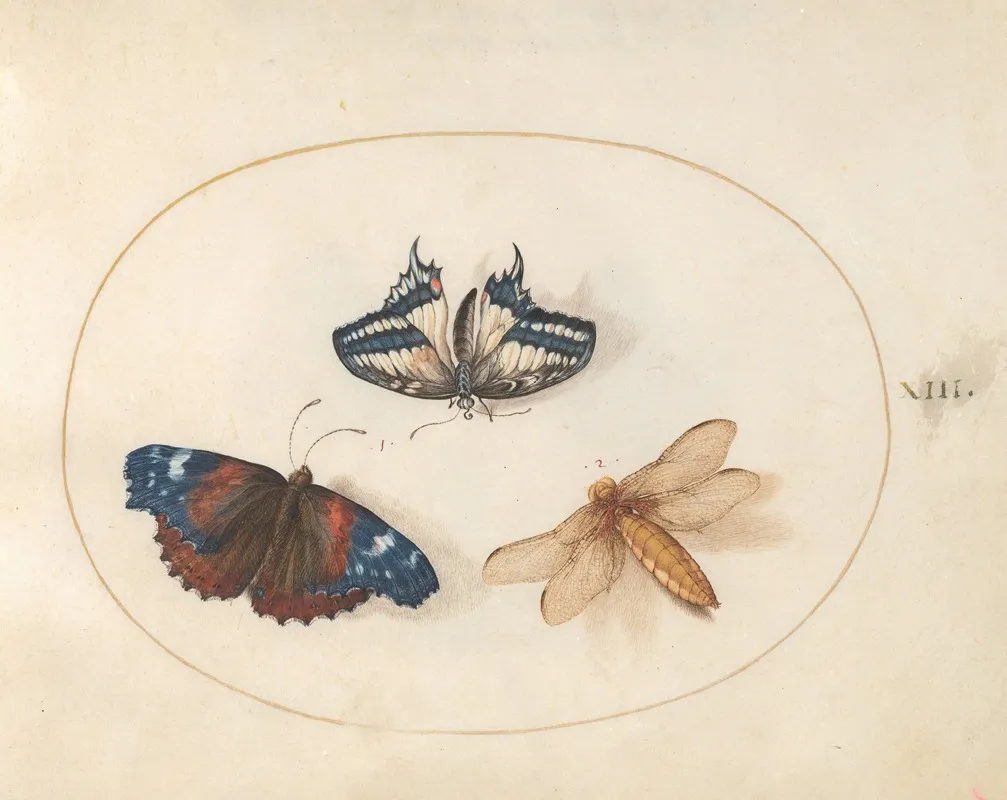 Plate 13 Yellow Swallowtail And Red Admiral Butterflies With A Dragonfly Broad Bodied Chaser