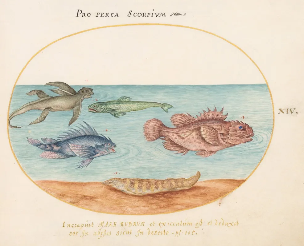 Plate 14 A Sea Ape Two Scorpion Fish And Two Other Fish