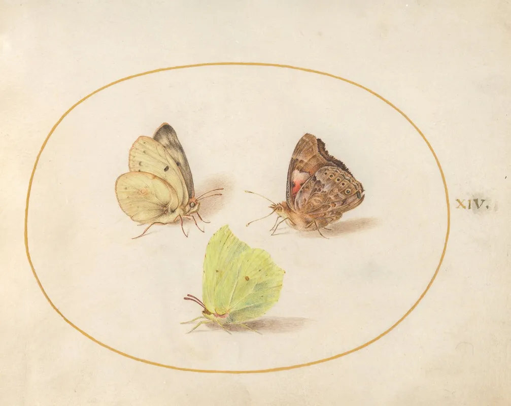 Plate 14 Common Brimstone Painted Lady And Clouded Yellow Butterflies