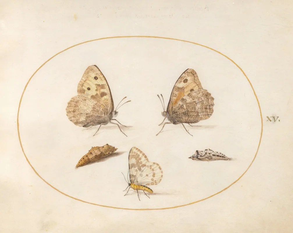 Plate 15 Grayling Butterfly Magpie Moth And Two Chrysalides