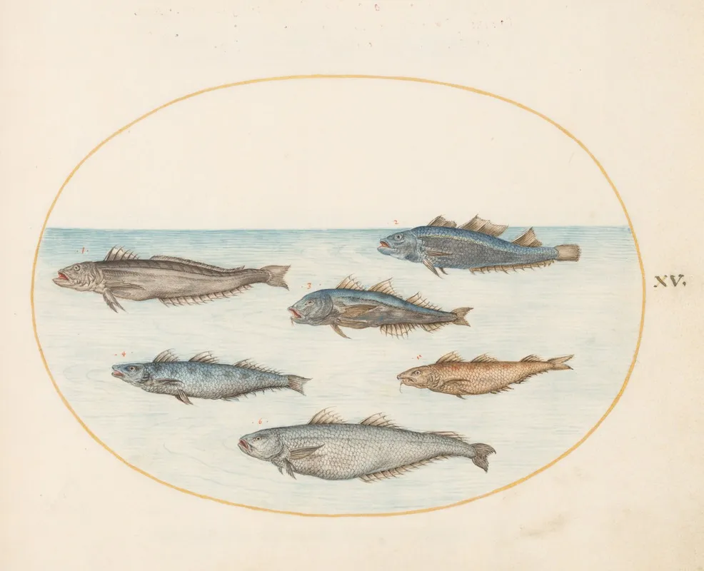 Plate 15 Six Asellorum Fish Cod