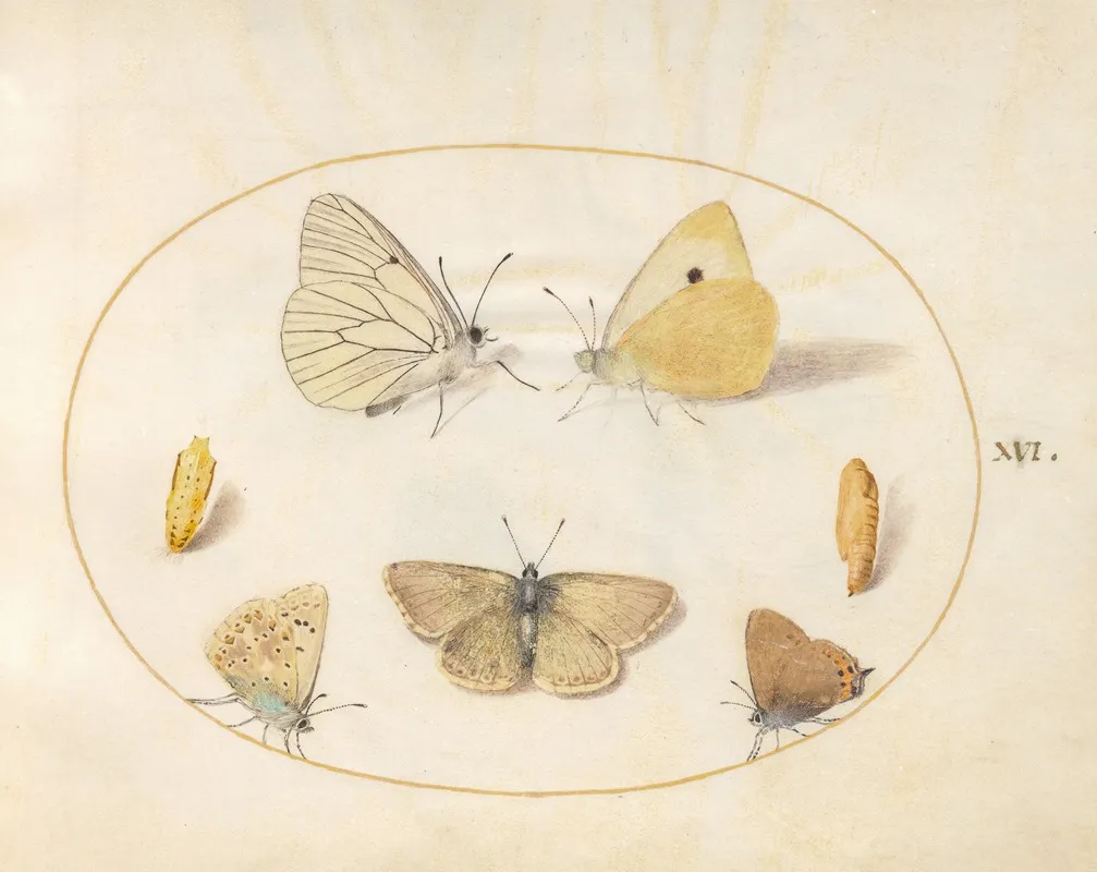 Plate 16 Black Veined White Clouded Yellow Black Hairstreak Geranium Argus And Common Blue Butterflies With Two Chrysalides