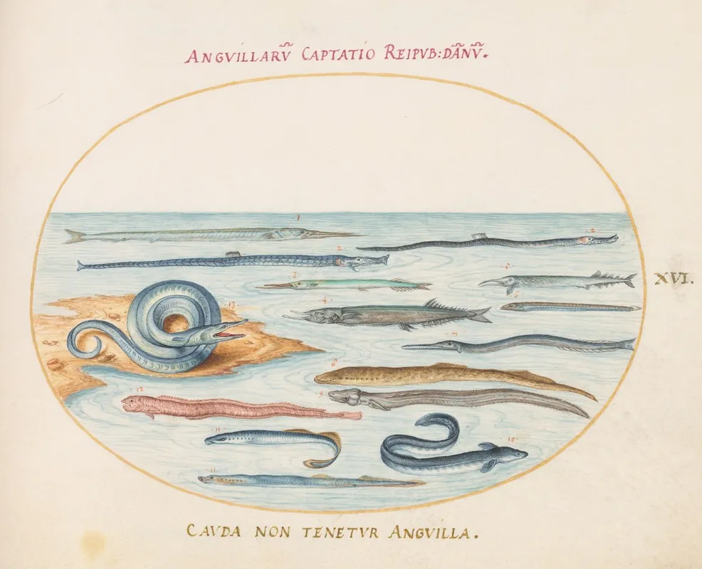 Plate 16 Eels Pipefish And Needlefish