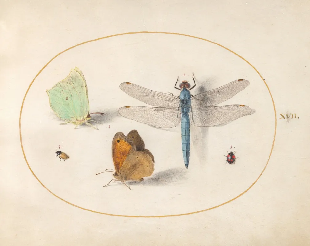 Plate 17 Brimstone And Meadow Brown Butterflies A Blue Chaser And Two Small Insects