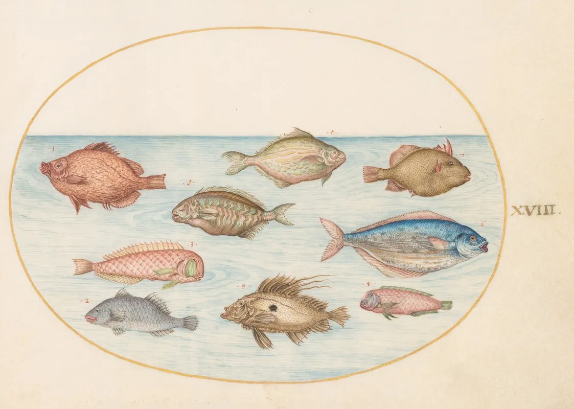 Plate 18 Boarfish Razorfish Butterfish A John Dory And Other Fish