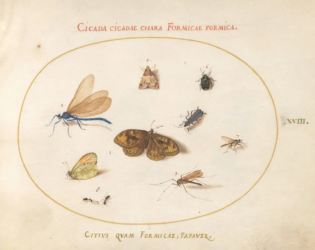 Plate 18 Two Butterflies And A Moth With A Damselfly Two Ants And Four Other Insects