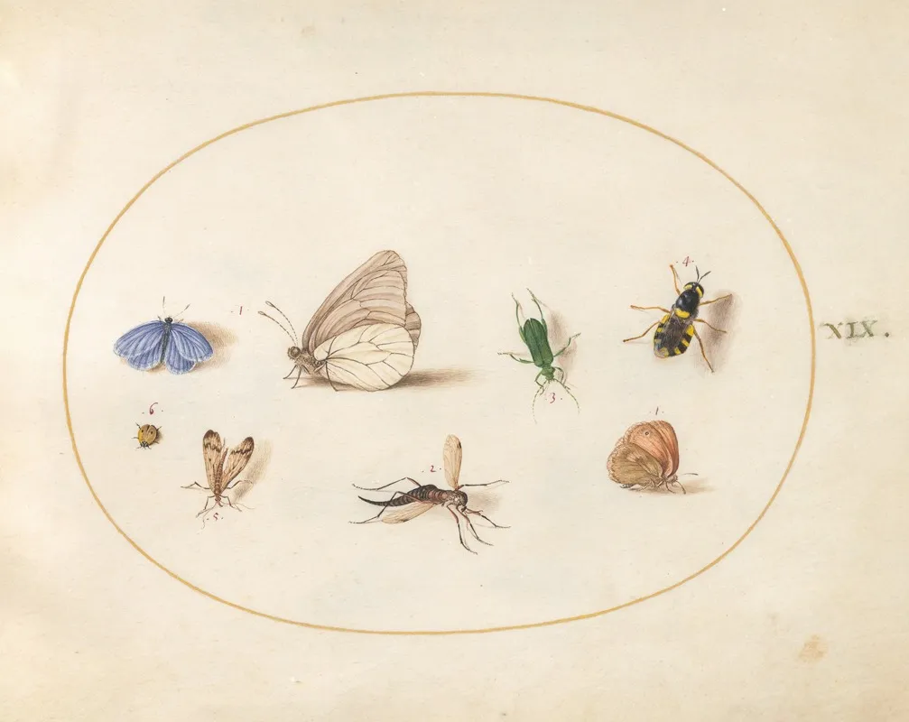 Plate 19 Two Butterflies With Five Other Insects