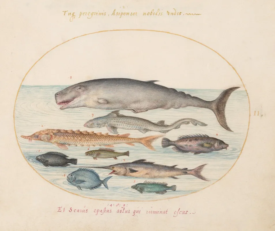 Plate 2 Sperm Whale Sturgeon Shark And Other Fish
