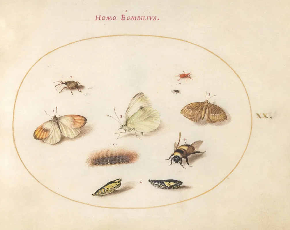 Plate 20 Three Butterflies A Caterpillar A Bee Two Chrysalides And Three Weevils