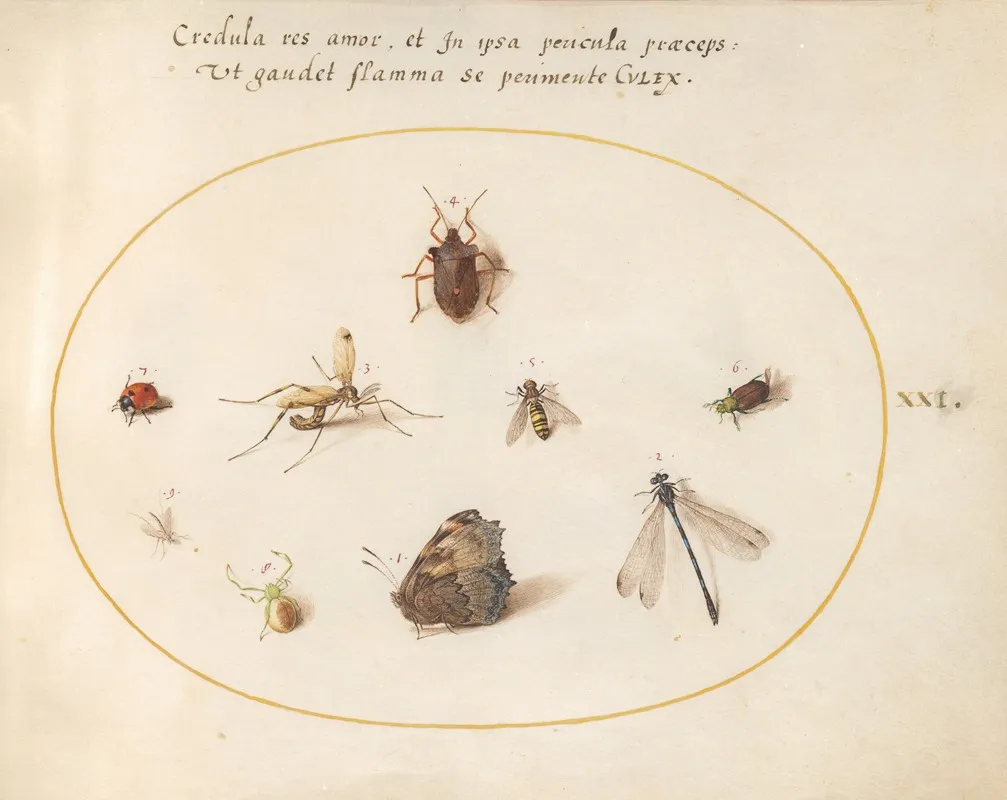 Plate 21 A Butterfly With A Dragonfly A Ladybug And Five Other Insects