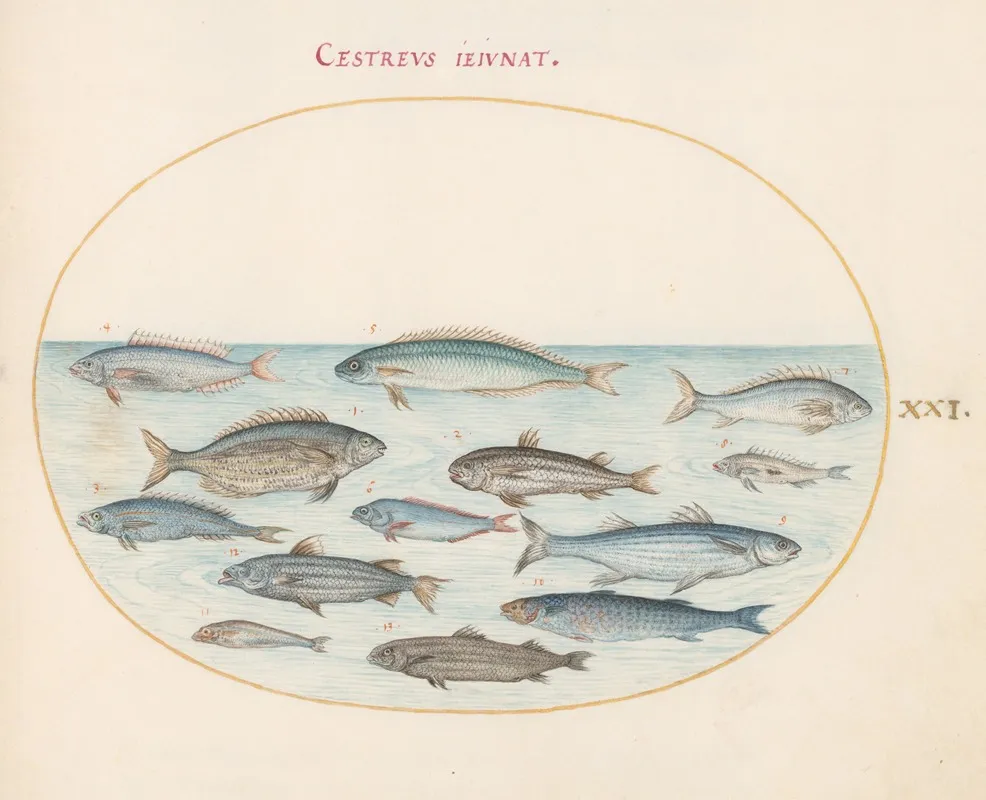 Plate 21 Cod And Other Fish