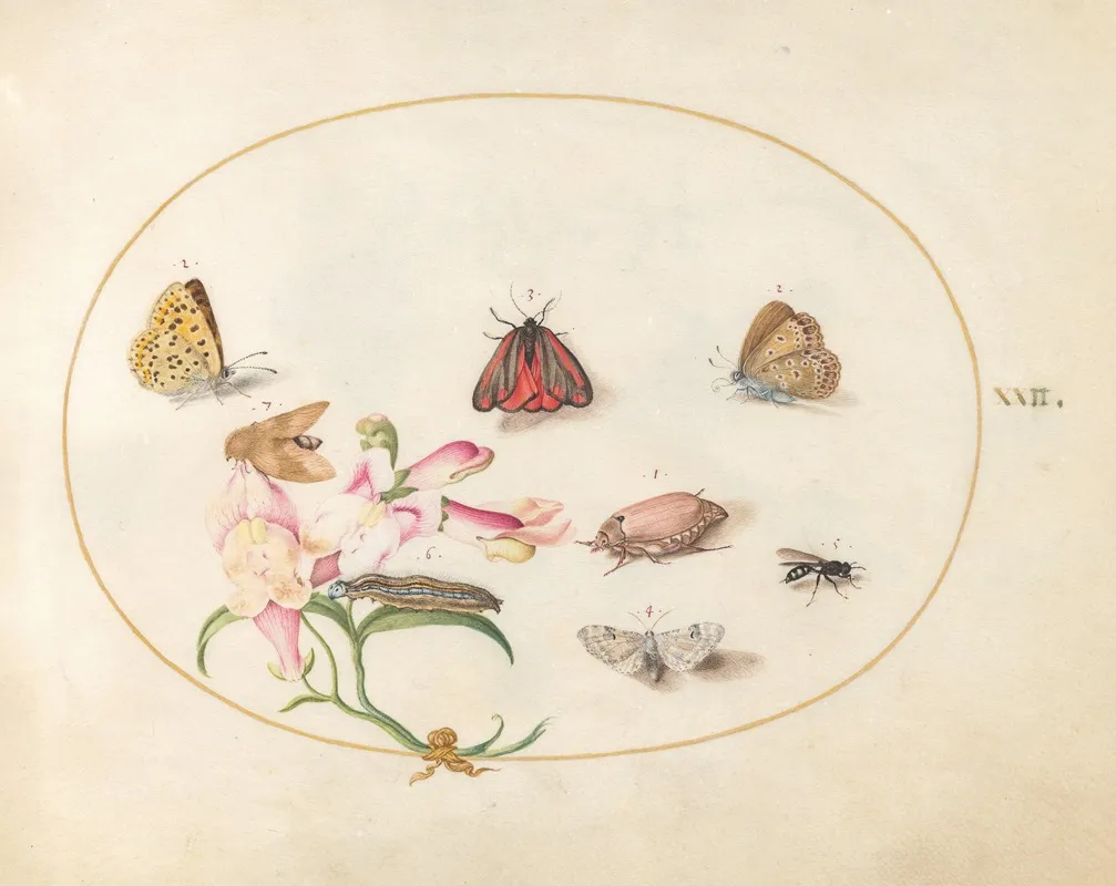 Plate 22 A Cinnabar Moth And A Cockchafer With Butterflies Other Insects And A Snapdragon