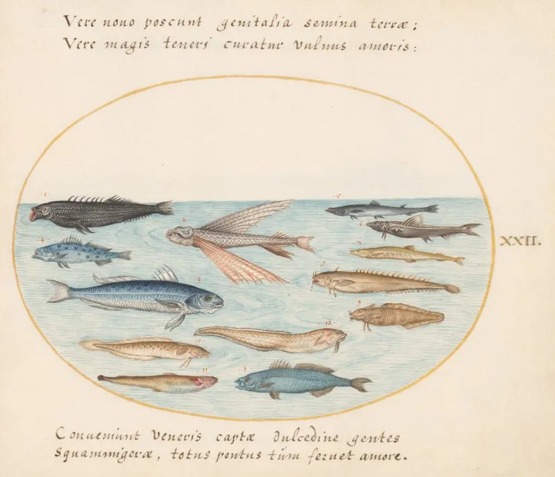 Plate 22 Mullet Flying Fish Eels And Other Fish
