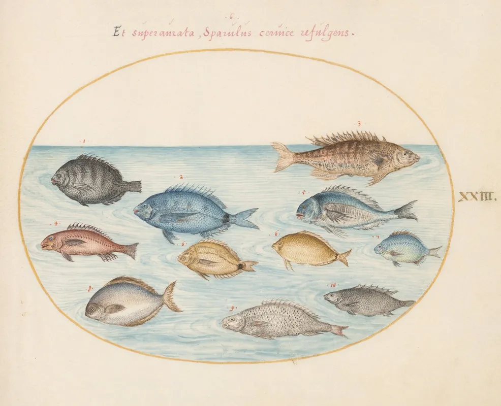 Plate 23 Bream And Other Fish