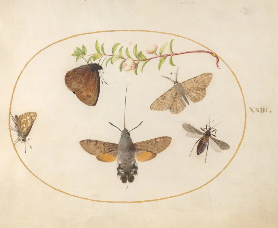 Plate 23 Hummingbird Hawk Moth Butterflies And Other Insects Around A Snowberry Sprig