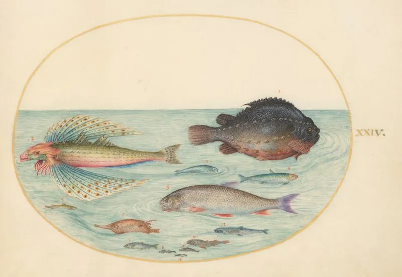 Plate 24 Flying Swallow Gurnard Male Lumpsucker Longspine Snipefish And Other Fish
