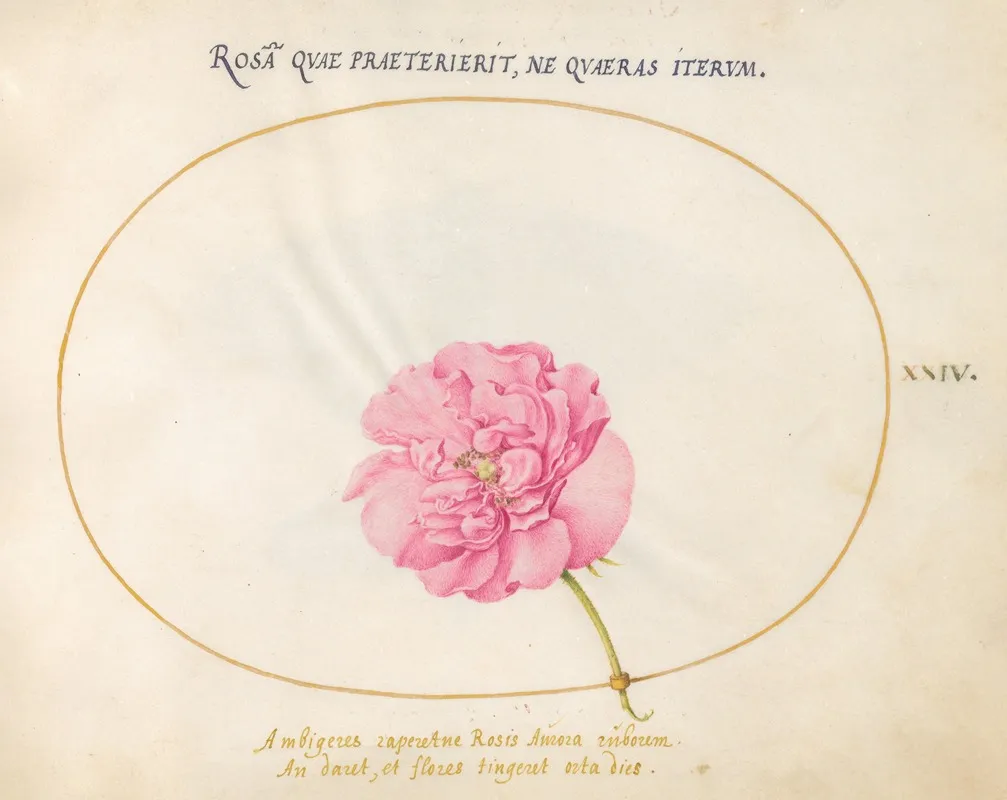 Plate 24 Pink Rose