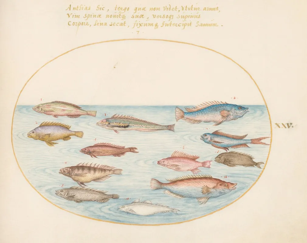 Plate 25 Mediterranean Rainbow Wrasse Other Wrasse A Swallowtail Sea Perch Several Anthiae And Other Fish