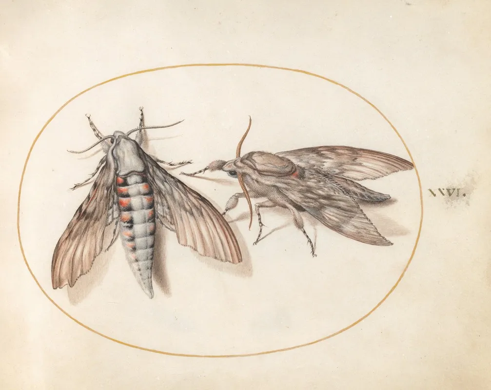 Plate 26 Two Hawk Moths