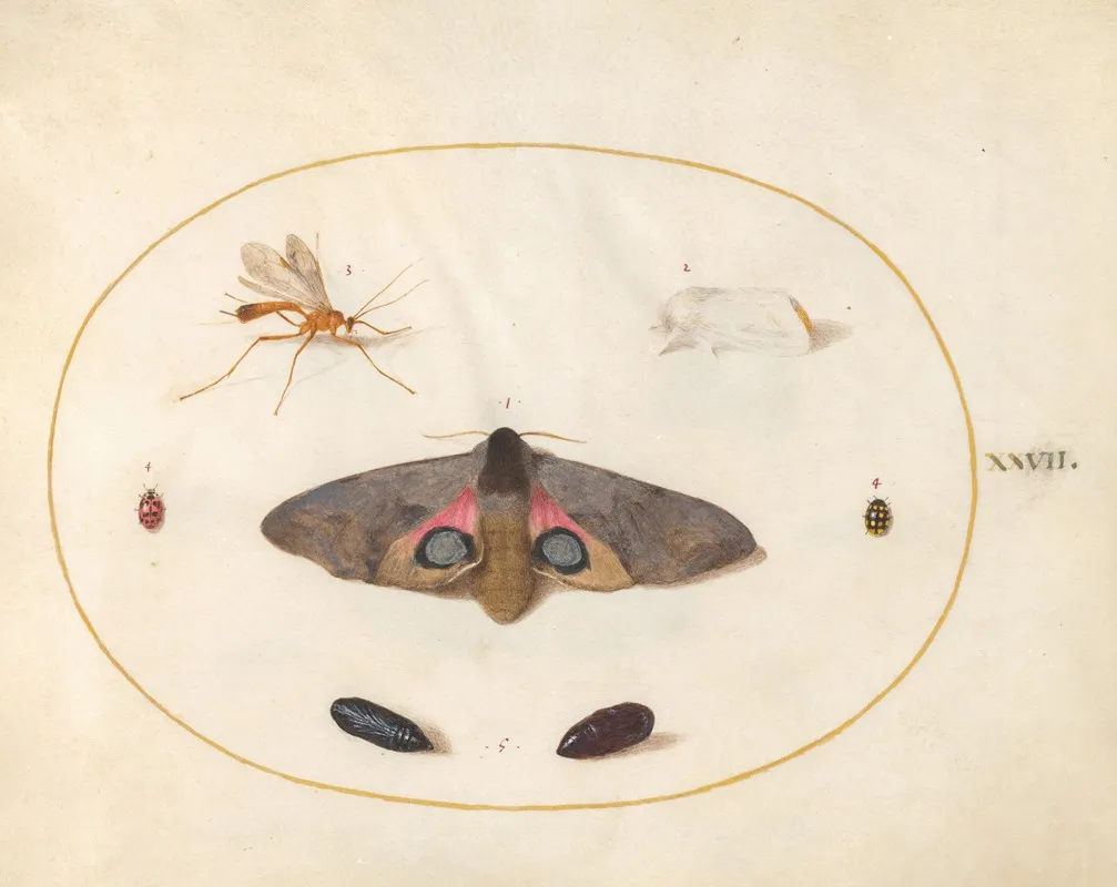Plate 27 An Eyed Hawk Moth Two Chyrsalides And Other Insects