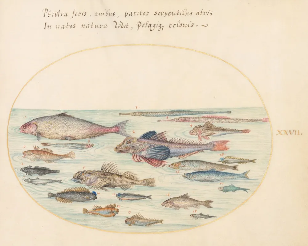 Plate 27 Blennies Scorpion Fish And Other Fish