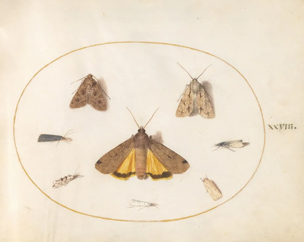 Plate 28 Eight Moths Including A Large Yellow Underwing And Grey Dagger