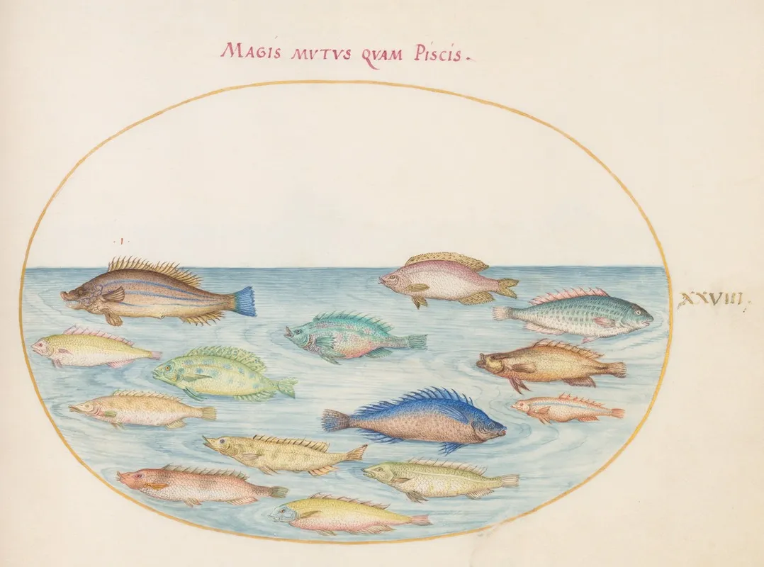 Plate 28 Sea Bream And Other Fish