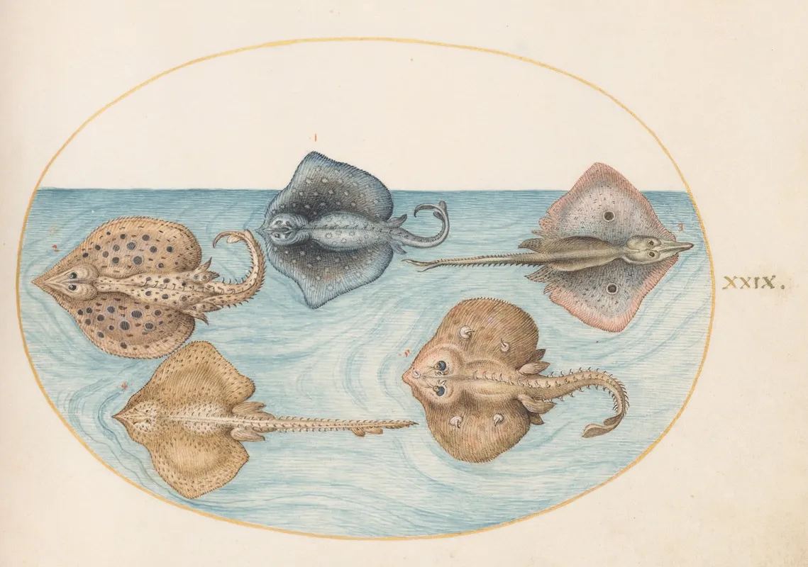 Plate 29 Homelyn Ray And Four Other Rays Or Skates
