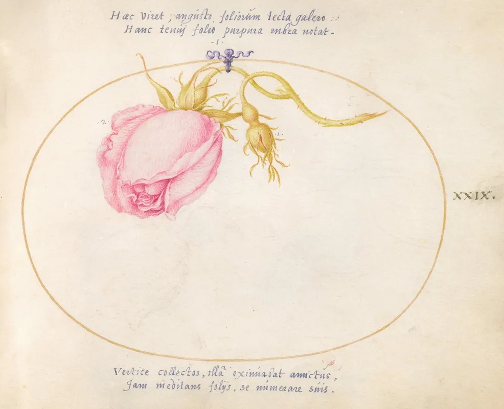 Plate 29 Pink Rose And Rosebud
