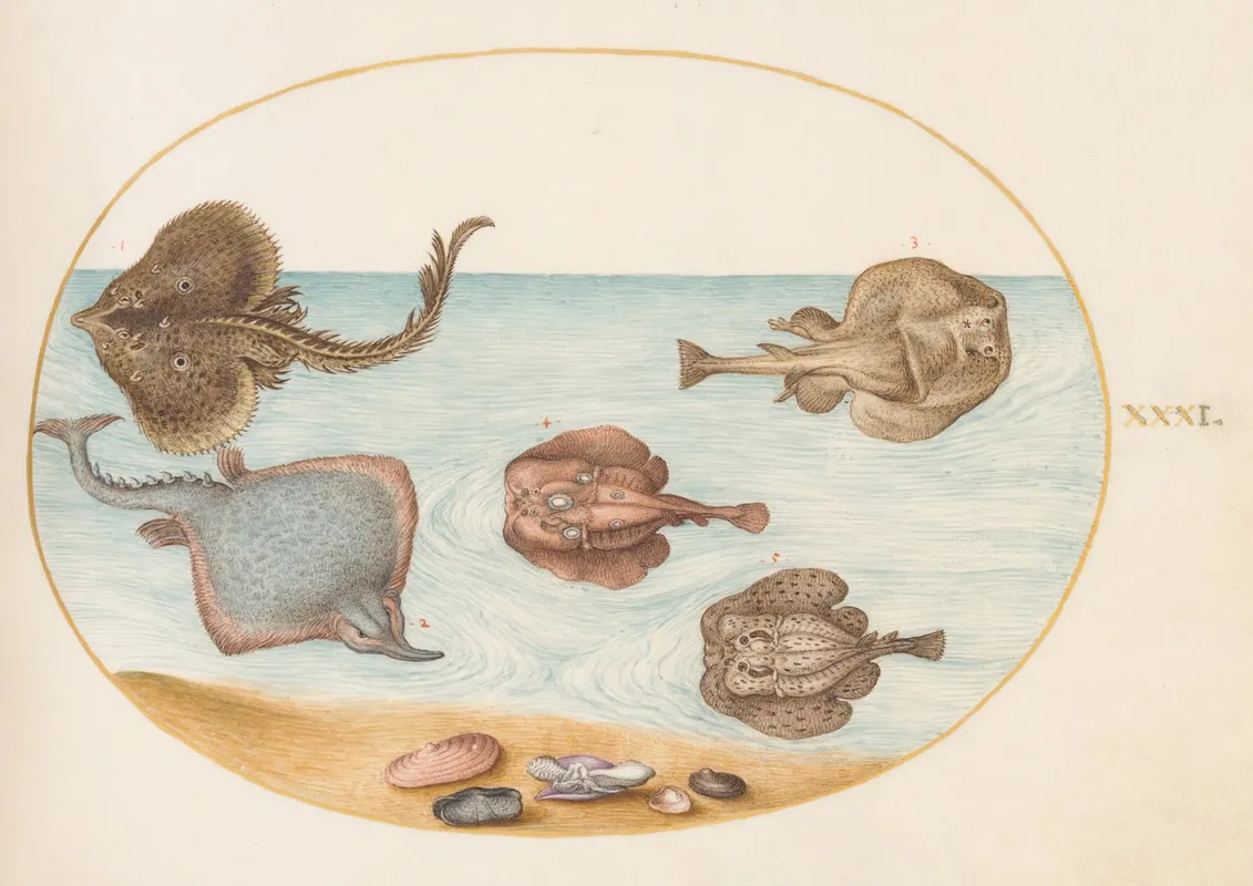 Plate 31 Marbled Electric Ray With Other Skates Or Rays Shells And A Mollusk In Its Shell
