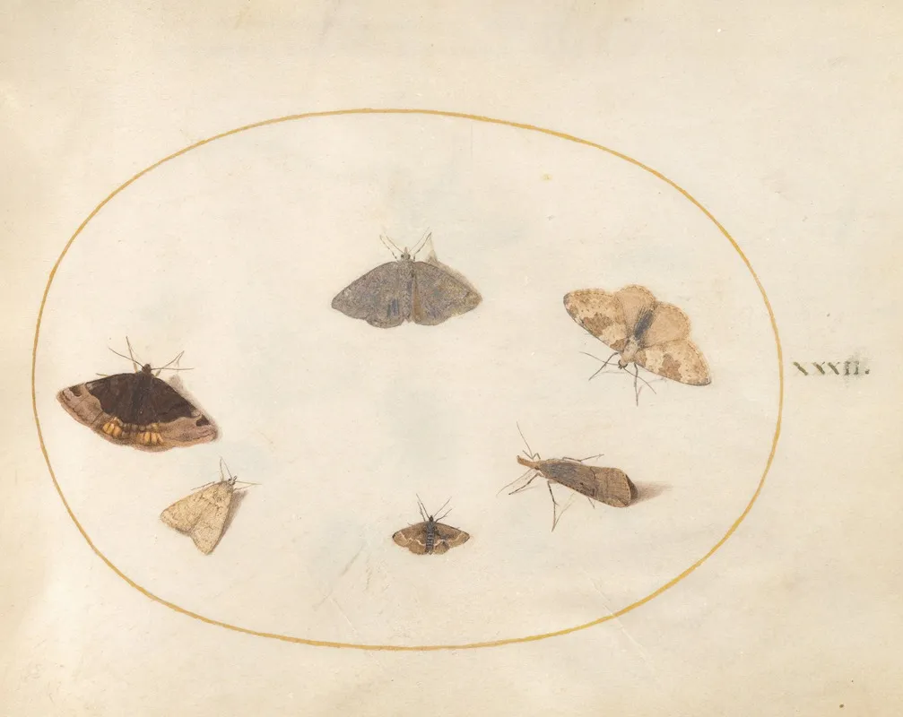Plate 32 Six Moths