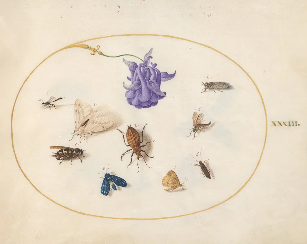Plate 33 Moth And Butterfly With Other Insects And A Columbine Flower