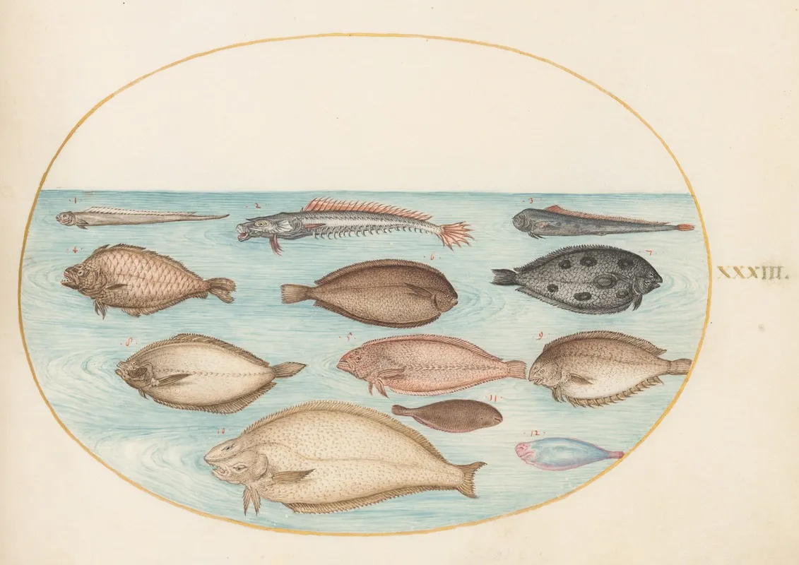 Plate 33 Sole And Other Flatfish With Bandfish