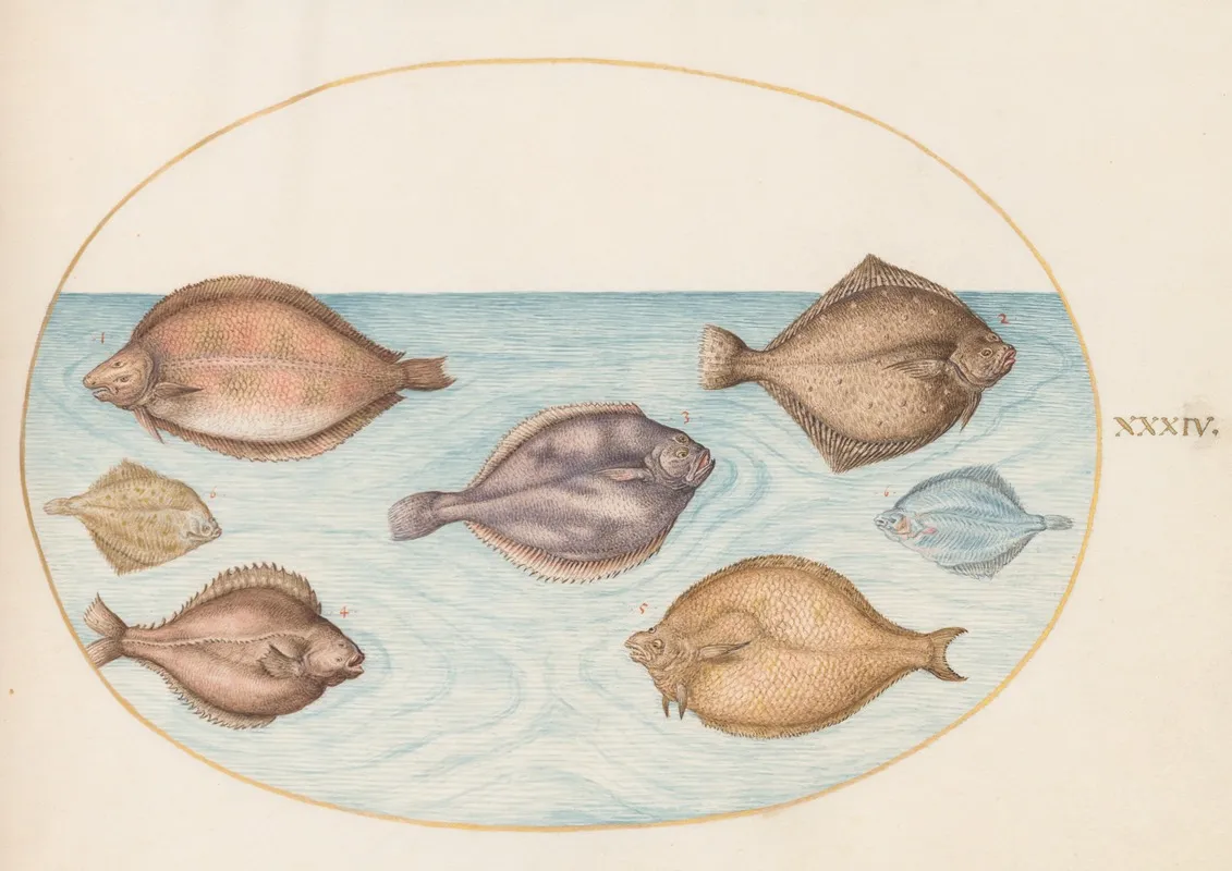 Plate 34 Seven Flatfish