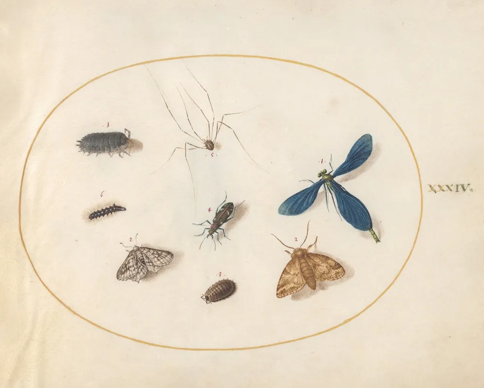Plate 34 Two Moths With A Spider A Caterpillar A Damselfly And Other Insects