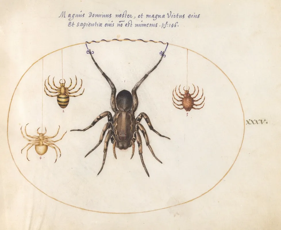 Plate 35 A Wolf Spider And Three Other Spiders