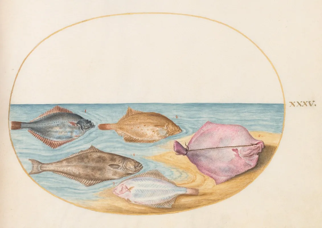 Plate 35 The Undersides Of Turbot And Other Flat Fish